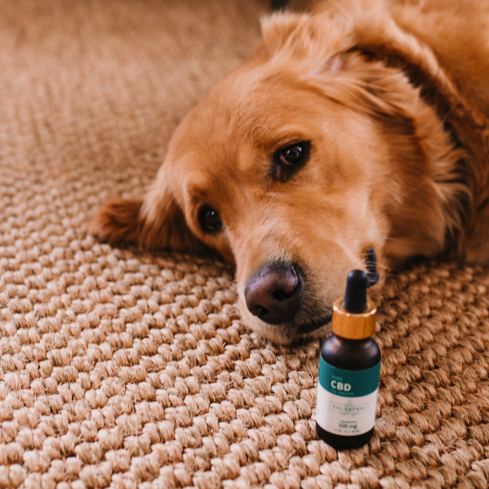 Pet Friendly Bundle