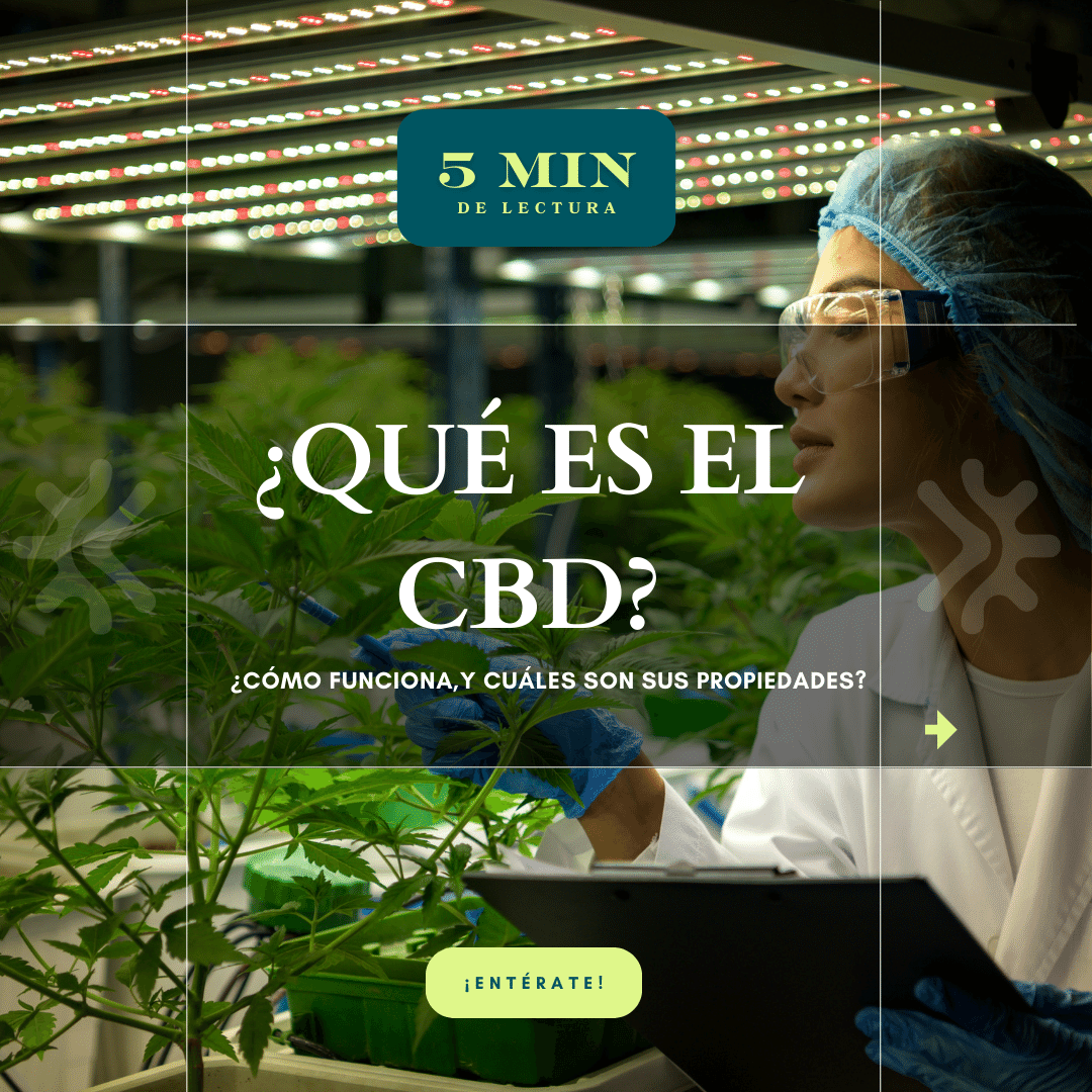 ¿Qué es el CBD?